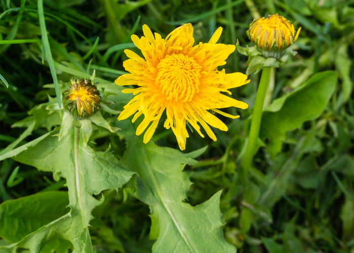 Can You Eat Dandelions? Benefits Root to Fluff Countryside